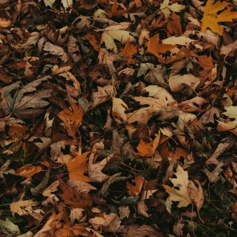 Fall leaves yard waste