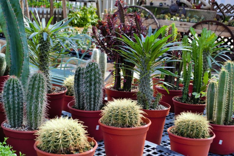 stutzman's greenhouse insert 3